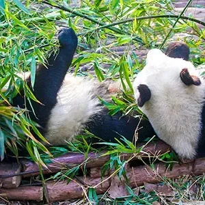 6 Days Chongqing Chengdu Tour with Leshan Buddha & Wulong